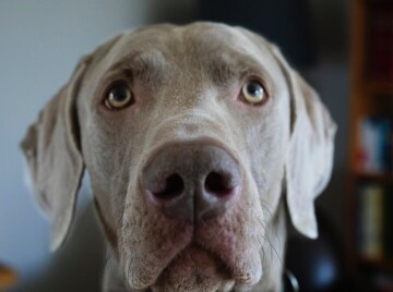 Bilde av hunden.