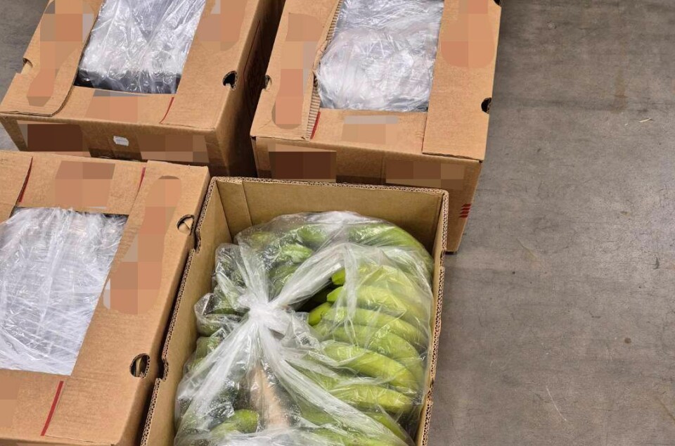 147 kilo kokain be funnet i banankasser hos Bama.