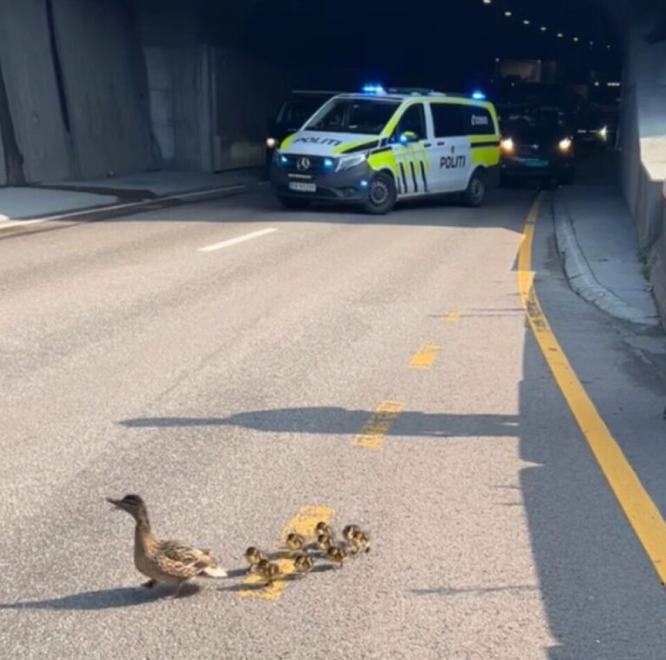 FULL STANS: Politiet stanset trafikken da en andefamilie hadde forskanset seg inn i Vålerengatunnelen torsdag formiddag.