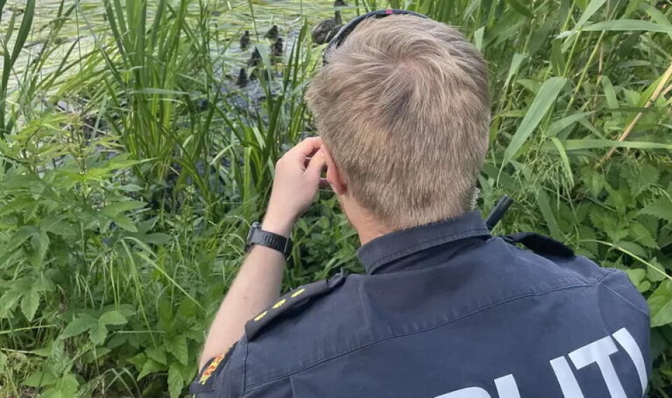 Politiet og Vegvesenet hentet ut andefamilien og slapp endene ut i Østensjøvannet.